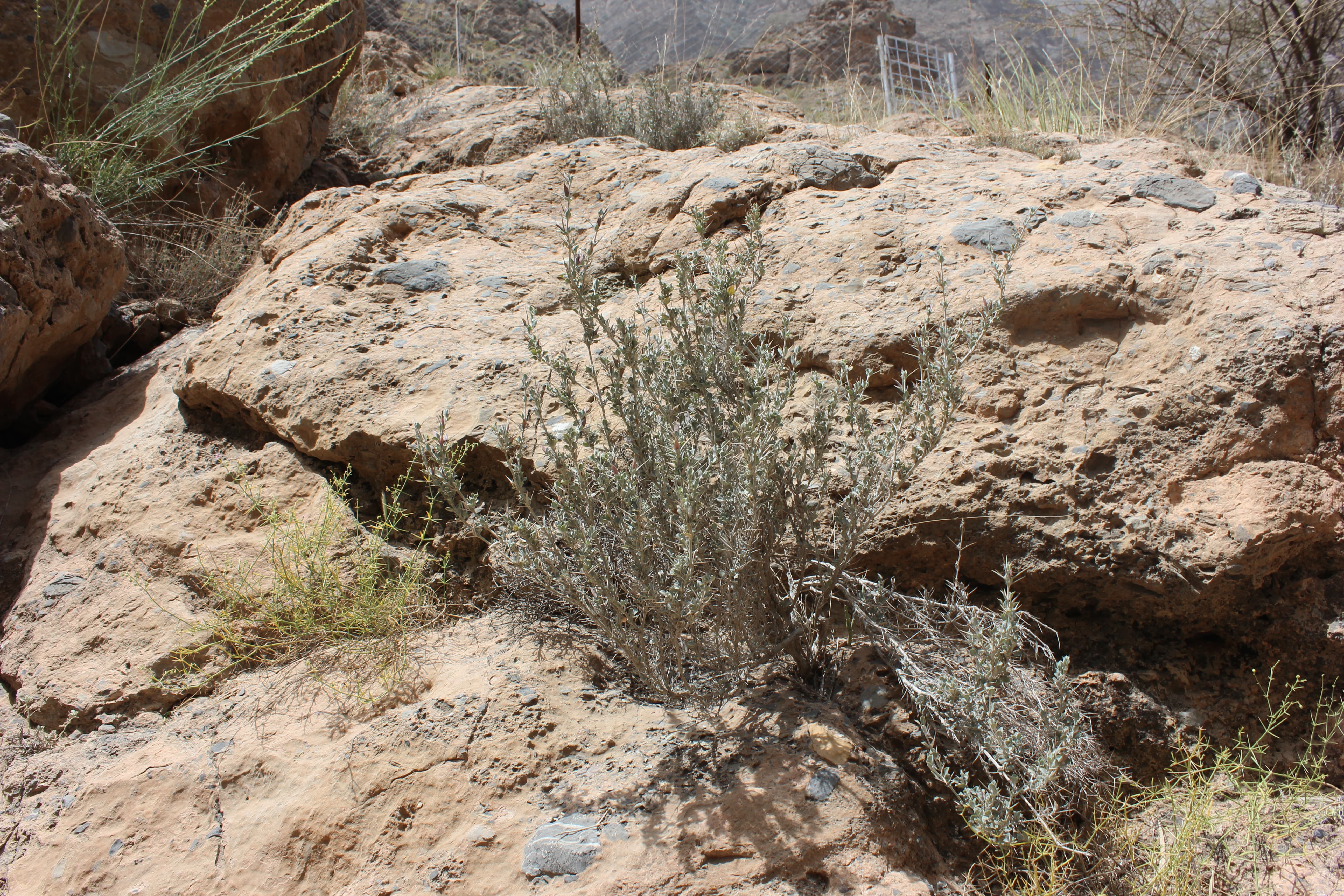 Plant Image